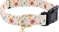 How to Have Fun Gambling Without Going Broke 3 Best Designer Dog Collars for Small Breeds 2024