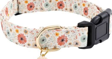 Best Practices for Staying Out of Trouble After Federal Prison Camp 3 Best Designer Dog Collars for Small Breeds 2024