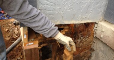 The Importance of Dry Bedding in Thrush Prevention Termite Control Methods – Which One’s Less Likely to Fail?