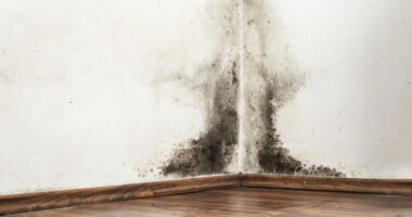 How to Turn Engineering Failures into Learning Opportunities Why Identifying Black Mold Early Can Save Your Home (and Health)